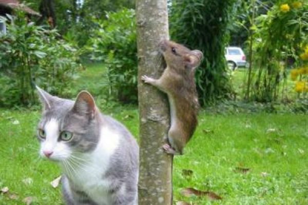 Сайты продаж наркотиков
