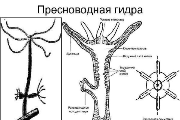 Кракен счастье в оренбурге